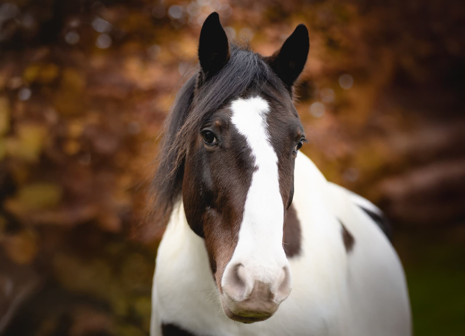 Porträt von Micky, Irish Sport Horse.